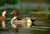BRD 03 DB0008 01
Northern Pintail Drake Swimming
