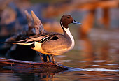BRD 03 DB0009 01
Northern Pintail Drake Standing On Fallen Tree Over Water