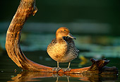 BRD 03 DB0010 01
Northern Pintail Hen Standing On Fallen Tree Over Water