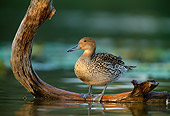 BRD 03 DB0011 01
Northern Pintail Hen Standing On Fallen Tree Over Water