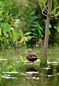 BRD 03 DB0012 01
Mottled Duck Standing In Marsh