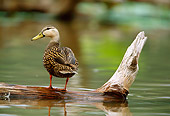 BRD 03 DB0013 01
Mottled Duck Standing On Fallen Tree In Marsh