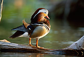 BRD 03 DB0015 01
Mandarin Drake Standing On Fallen Tree In Marsh