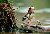 BRD 03 DB0016 01
Mandarin Drake Standing On Fallen Tree In Marsh