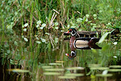 BRD 03 DB0017 01
Wood Duck Drake Swimming In Marsh