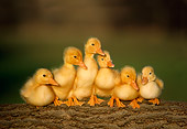 BRD 03 GR0014 01
A Group Of Domestic  Ducklings On Log