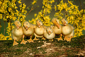BRD 03 GR0015 01
Six Domestic Ducklings On Log