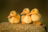 BRD 03 GR0016 02
Three Domestic Ducklings On Rock