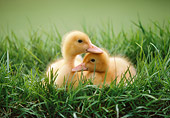BRD 03 GR0018 01
Two Domestic Ducklings Huddling Together In Tall Grass