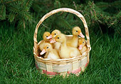 BRD 03 GR0019 01
Group Of Six Domestic Ducklings Sitting In Basket In Grass