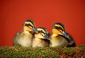 BRD 03 GR0020 01
Three Mallard Ducklings Sitting On Mossy Log