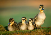 BRD 03 GR0021 01
Four Mallard Ducklings Sitting On Mossy Log