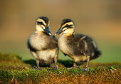 BRD 03 GR0022 01
Two Mallard Ducklings Standing On Mossy Log