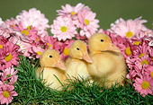 BRD 03 GR0025 01
Three Domestic Ducklings Sitting In Grass By Pink Flowers