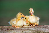 BRD 03 GR0026 01
Three Domestic Ducklings Sitting On Log
