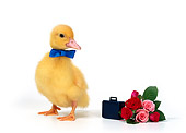 BRD 03 KH0002 01
Duckling Wearing Blue Bow Tie Standing By Bouquet Of Roses And Briefcase
