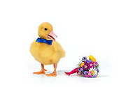 BRD 03 KH0003 01
Duckling Wearing Blue Bow Tie Standing By Bouquet Of Flowers