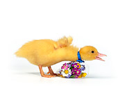 BRD 03 KH0004 01
Duckling Wearing Blue Bow Tie Leaning Over Bouquet Of Flowers