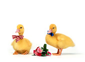 BRD 03 KH0005 01
Two Ducklings Wearing Bow Ties By Bouquet Of Roses