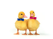 BRD 03 KH0006 01
Two Ducklings Wearing Bow Ties