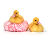 BRD 03 KH0007 01
Two Ducklings Sitting With Pink Yarn Ball
