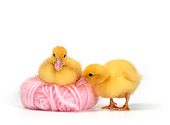 BRD 03 KH0008 01
Two Ducklings With Pink Yarn Ball