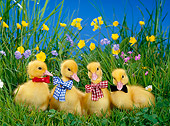 BRD 03 KH0010 01
Four Ducklings Standing In Grass Wearing Bow Ties