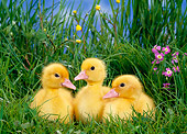 BRD 03 KH0013 01
Three Ducklings Sitting In Grass