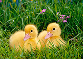 BRD 03 KH0015 01
Two Ducklings Sitting In Grass
