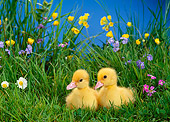 BRD 03 KH0016 01
Two Ducklings Sitting In Grass With Flowers