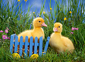 BRD 03 KH0020 01
Two Ducklings Standing In Grass With Blue Cart