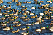 BRD 03 NE0001 01
Flock Of Mallard Ducks Swimming In Lake Superior