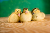 BRD 03 RC0001 01
Three Ducklings Sleeping On Board