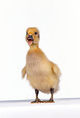 BRD 03 RK0003 16
Duckling Standing On White Seamless
