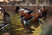BRD 03 RK0006 04
A Flock Of Mandarin Ducks Swimming In Water