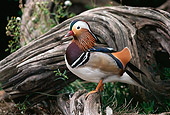 BRD 03 RK0008 01
Mandarin Duck Sitting On Branch