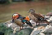 BRD 03 RK0010 02
Two Mandarin Ducks Sitting On Rocks