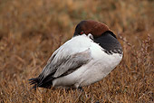 BRD 03 RK0018 01
Canvasback Duck Preening Feathers