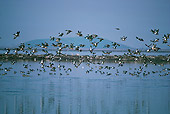 BRD 03 RK0026 02
Flock Of Teal Ducks In Flight By Water