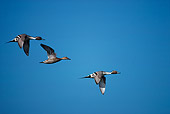 BRD 03 RK0030 03
Pintail Ducks In Flight