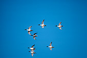 BRD 03 RK0030 10
Pintail Ducks In Flight