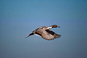 BRD 03 RK0030 16
Pintail Ducks In Flight
