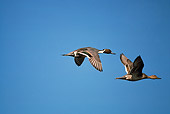 BRD 03 RK0030 20
Pintail Ducks In Flight