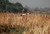 BRD 03 RK0031 05
Pintail Ducks In Flight Over Marsh