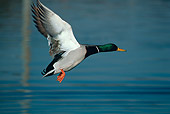 BRD 03 RK0039 03
Mallard Duck In Flight
