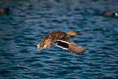 BRD 03 RK0039 13
Mallard Duck In Flight