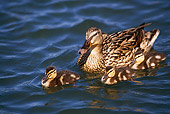BRD 03 RK0048 14
Mallard Duck Swimming With Ducklings In Water