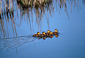 BRD 03 RK0048 16
Mallard Duck Swimming With Ducklings In Water