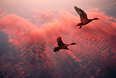 BRD 03 RK0051 01
Mallard Ducks In Flight Pink Clouds