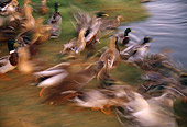 BRD 03 RK0056 01
Blurry Mallard Ducks In Flight By Water